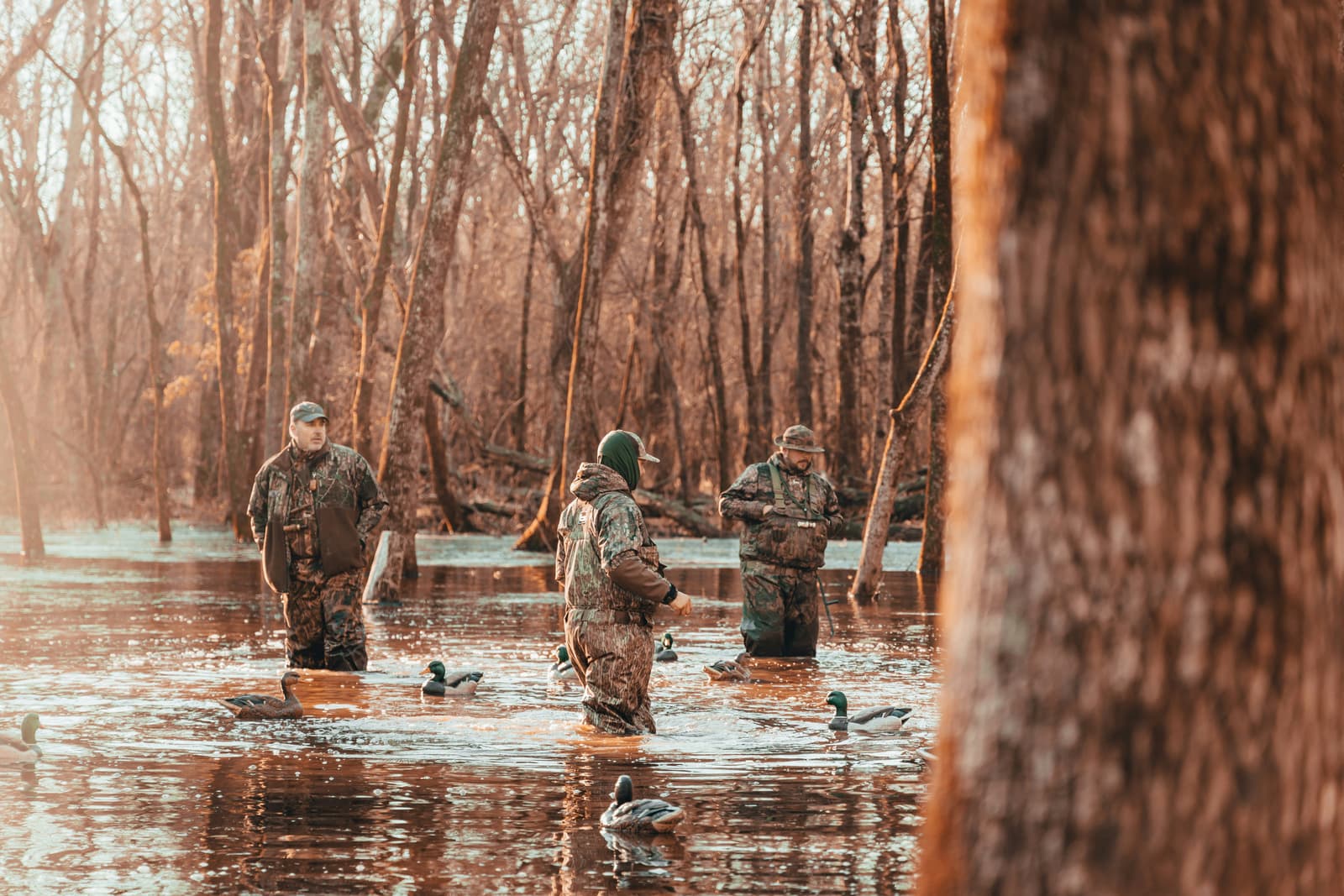 Three duck hunters wading through flooded timber with duck decoys at dawn