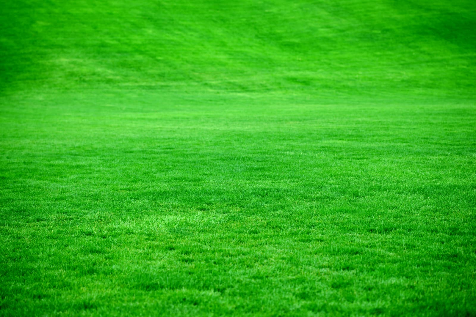 Perfectly green irrigated lawn