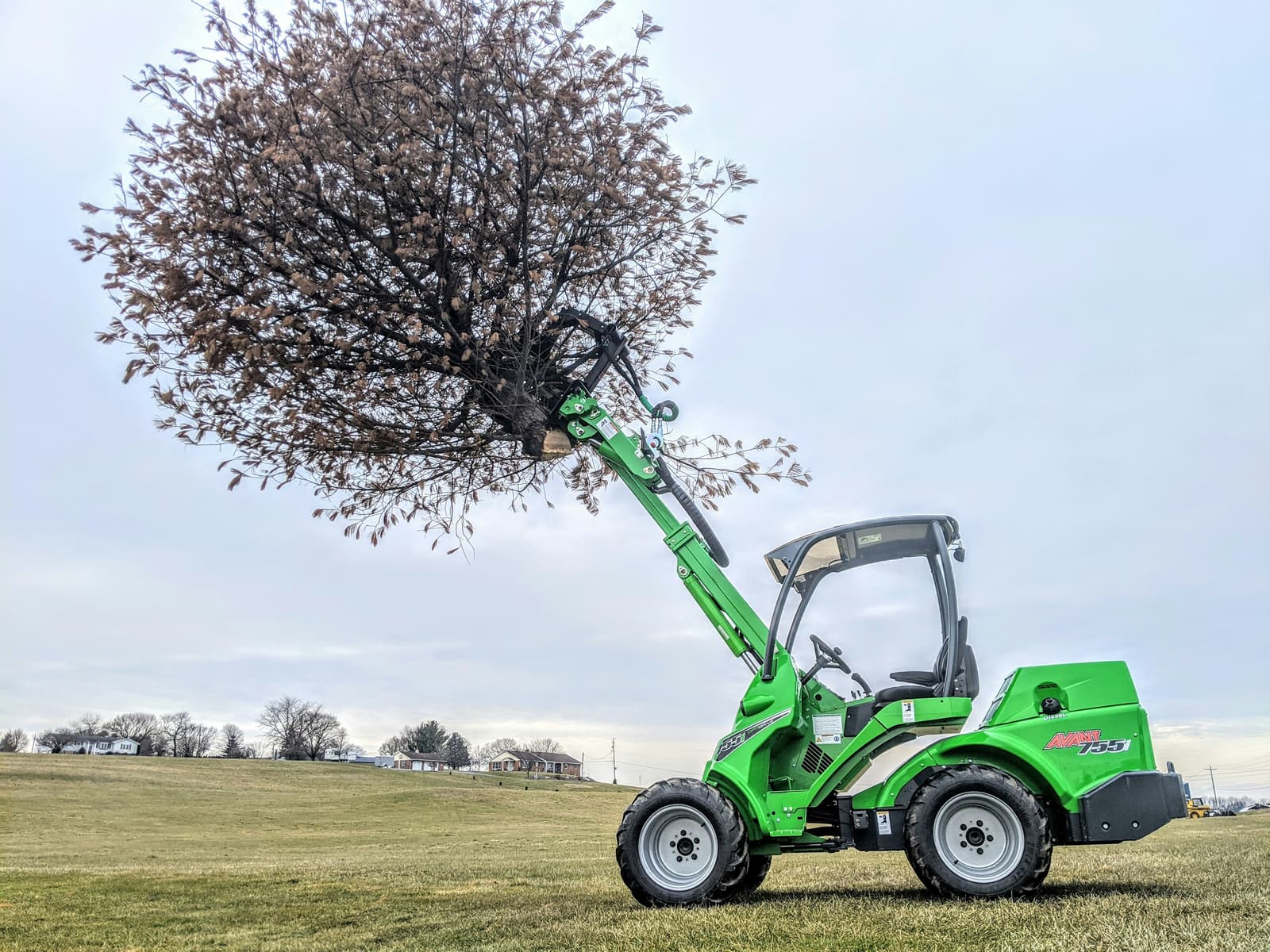 Compact loader machine carrying a large tree for planting