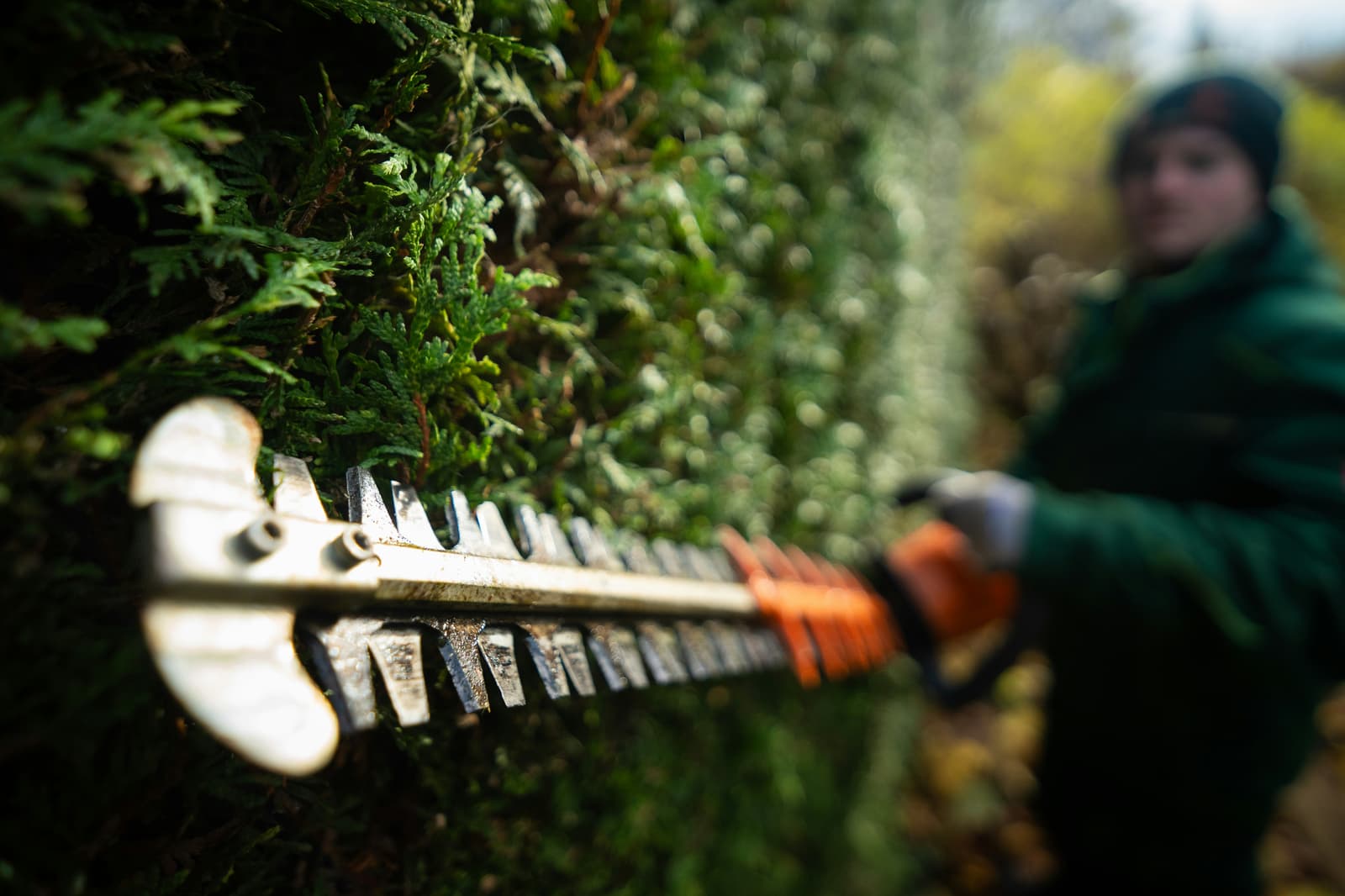 Professional trimming a lush evergreen hedge with power tools