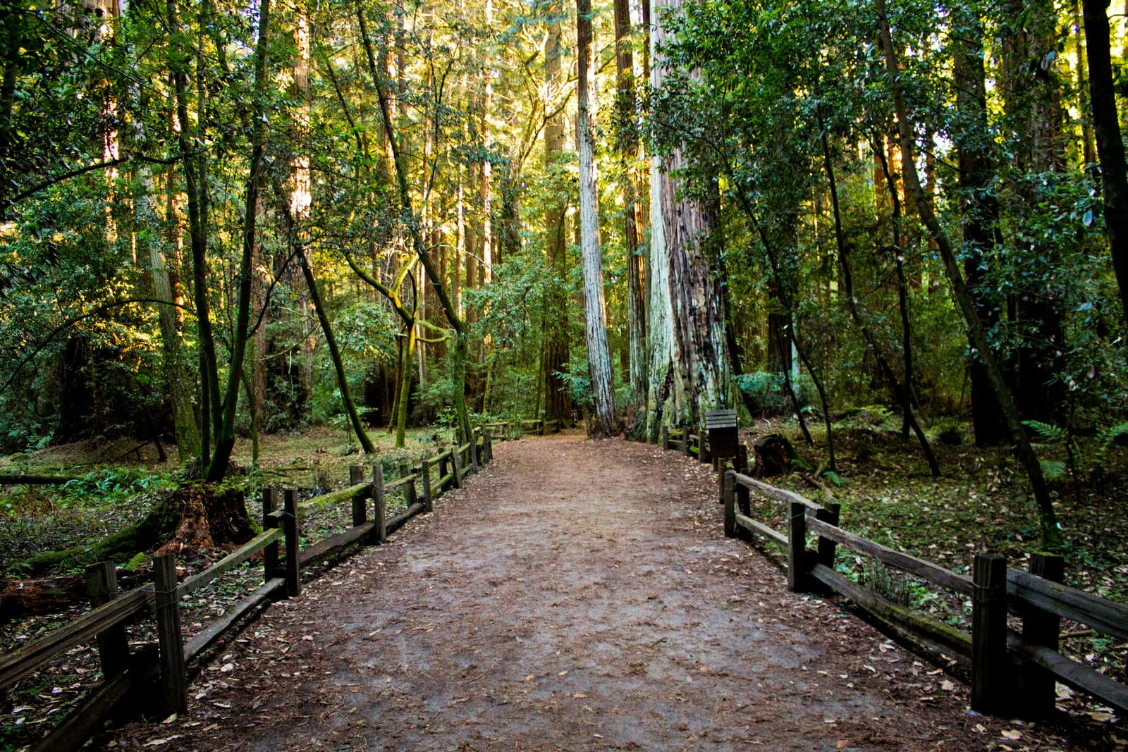 Sunlit forest trail winding through tall trees