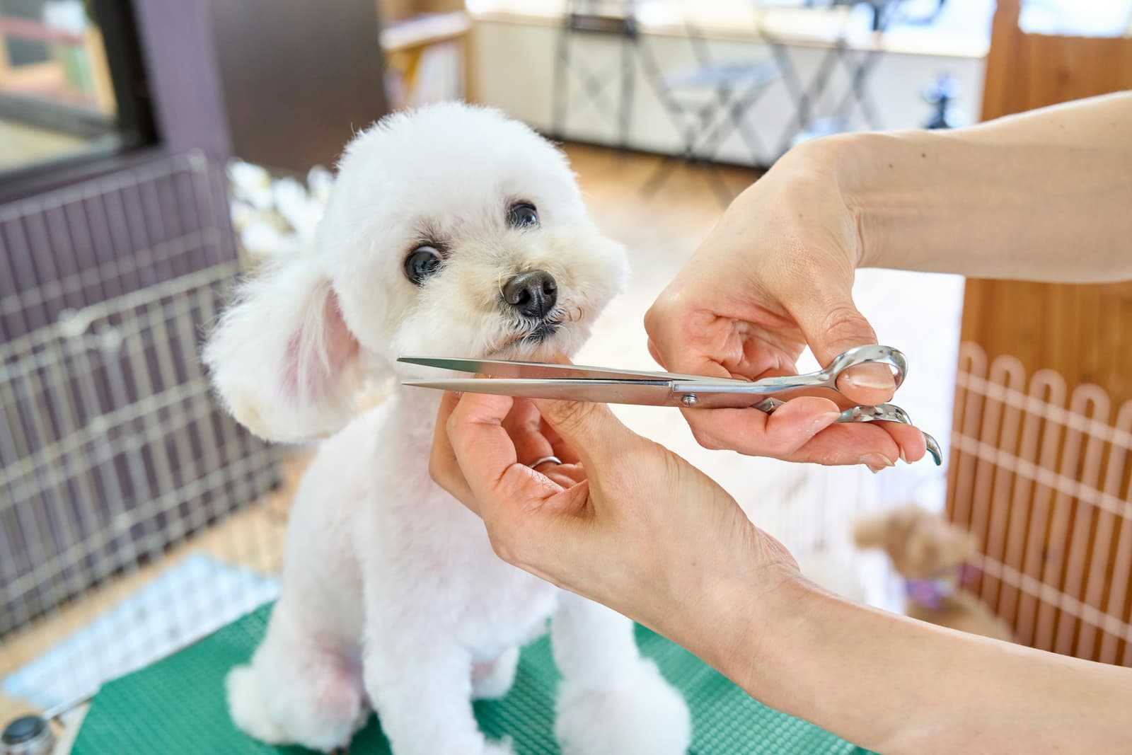 Small white dog getting a trim