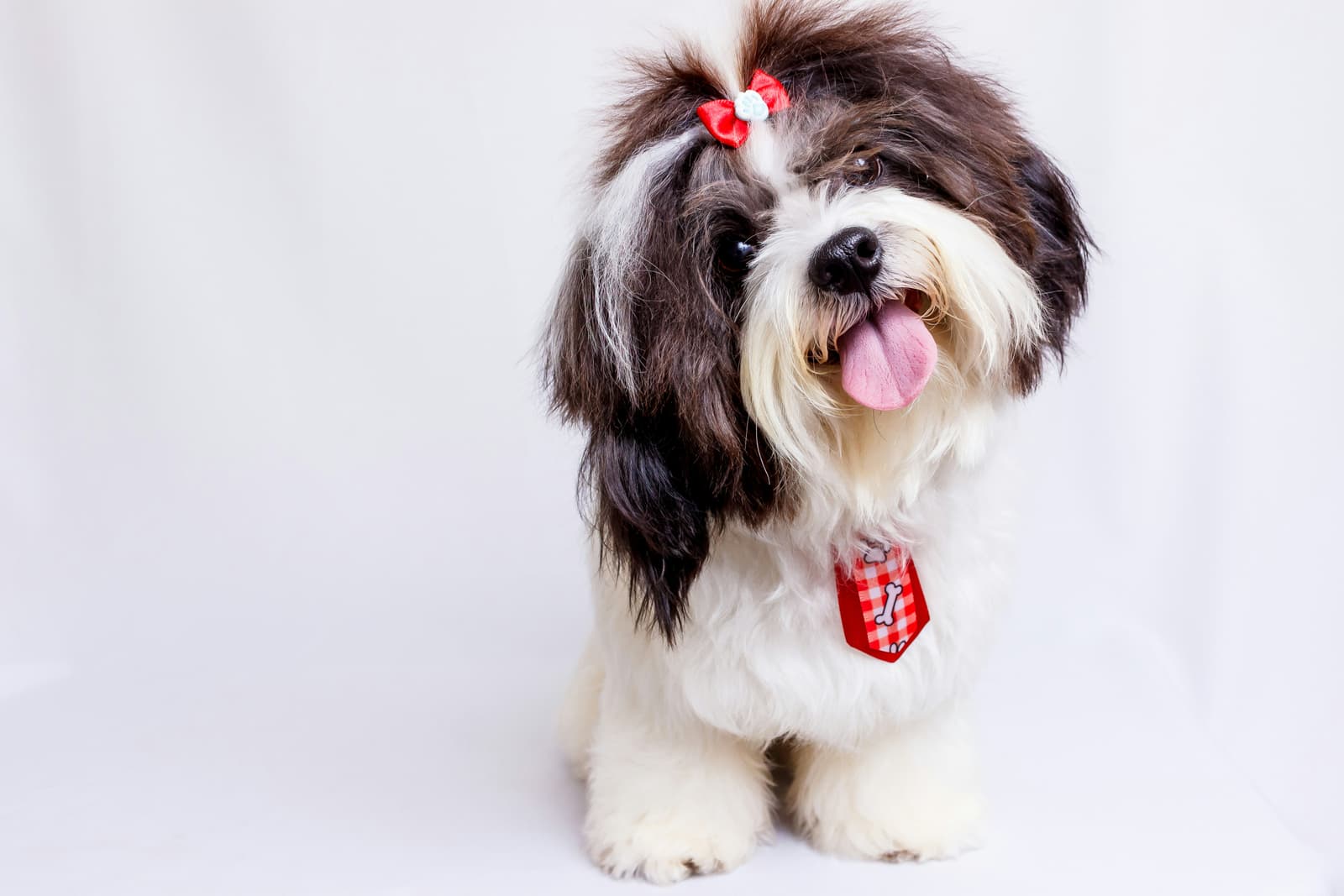 Freshly groomed Shih Tzu with a bow