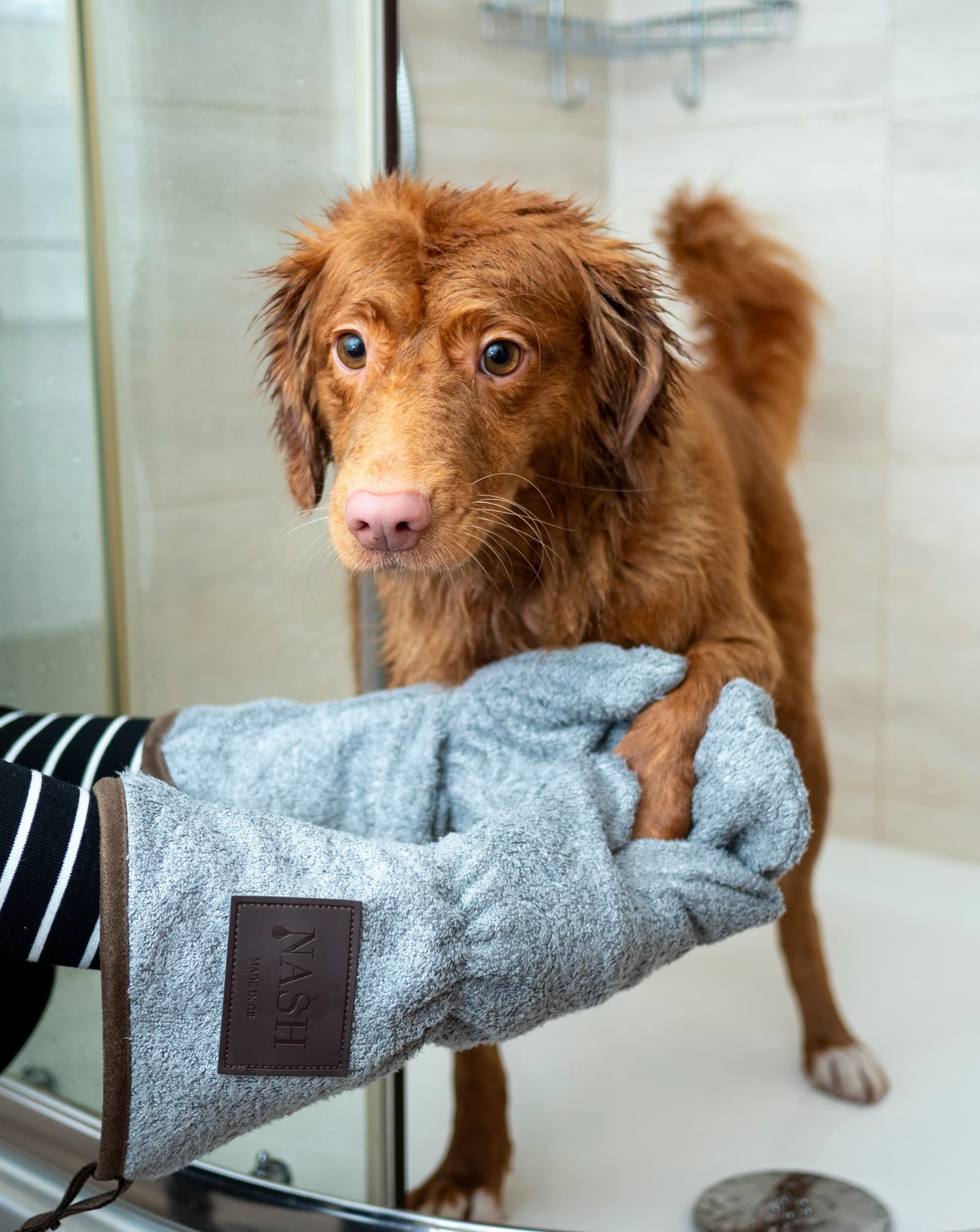 Dog enjoying a relaxing bath at the spa