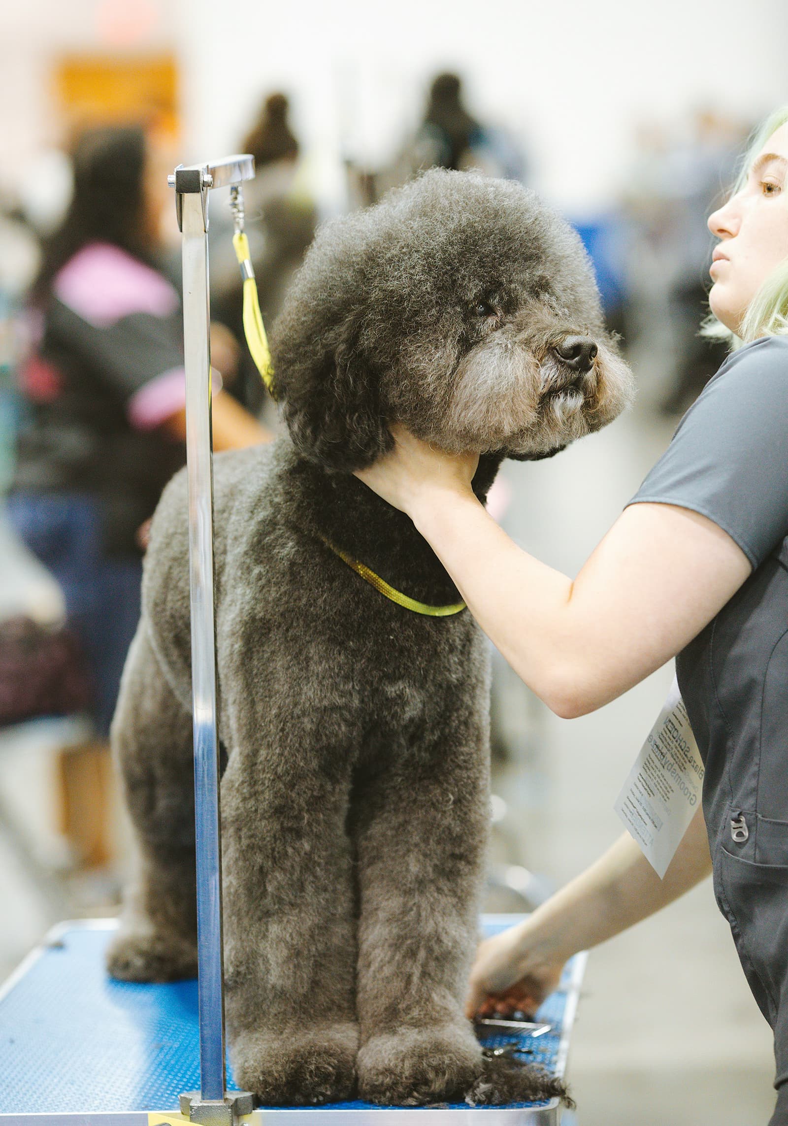 Poodle being styled on grooming table